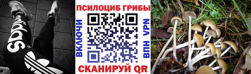 Псилоцибиновые грибы мухоморы  магазин продажи наркотиков  hydra tor  Покров 